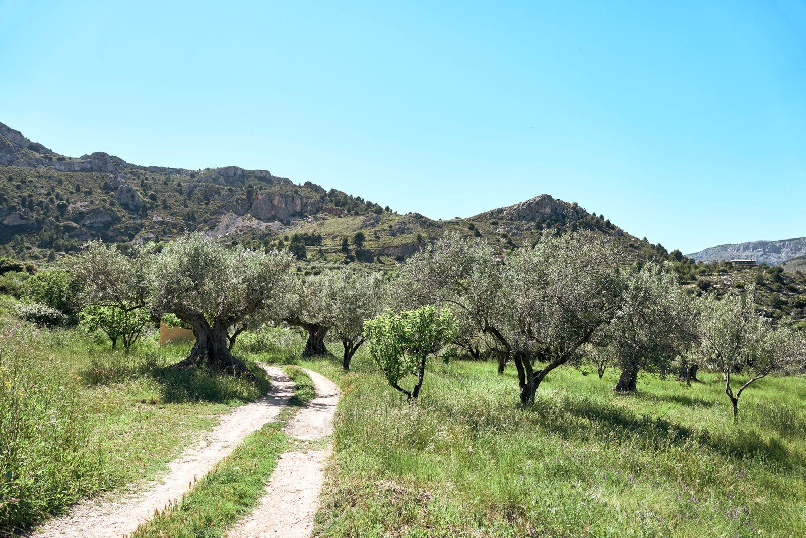 An olive orchard with mature trees and a sunlit path